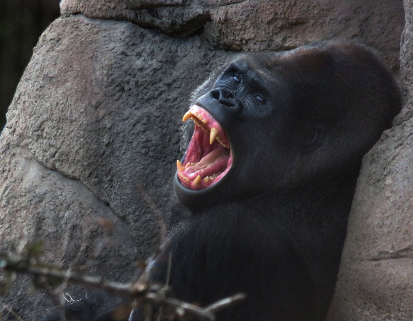 [Decemeber 2018] Fragile Forest- western lowland gorilla (Gorilla gorilla gorilla) yawning