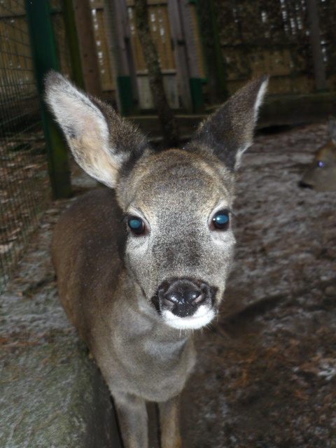 Decin Zoo 2009