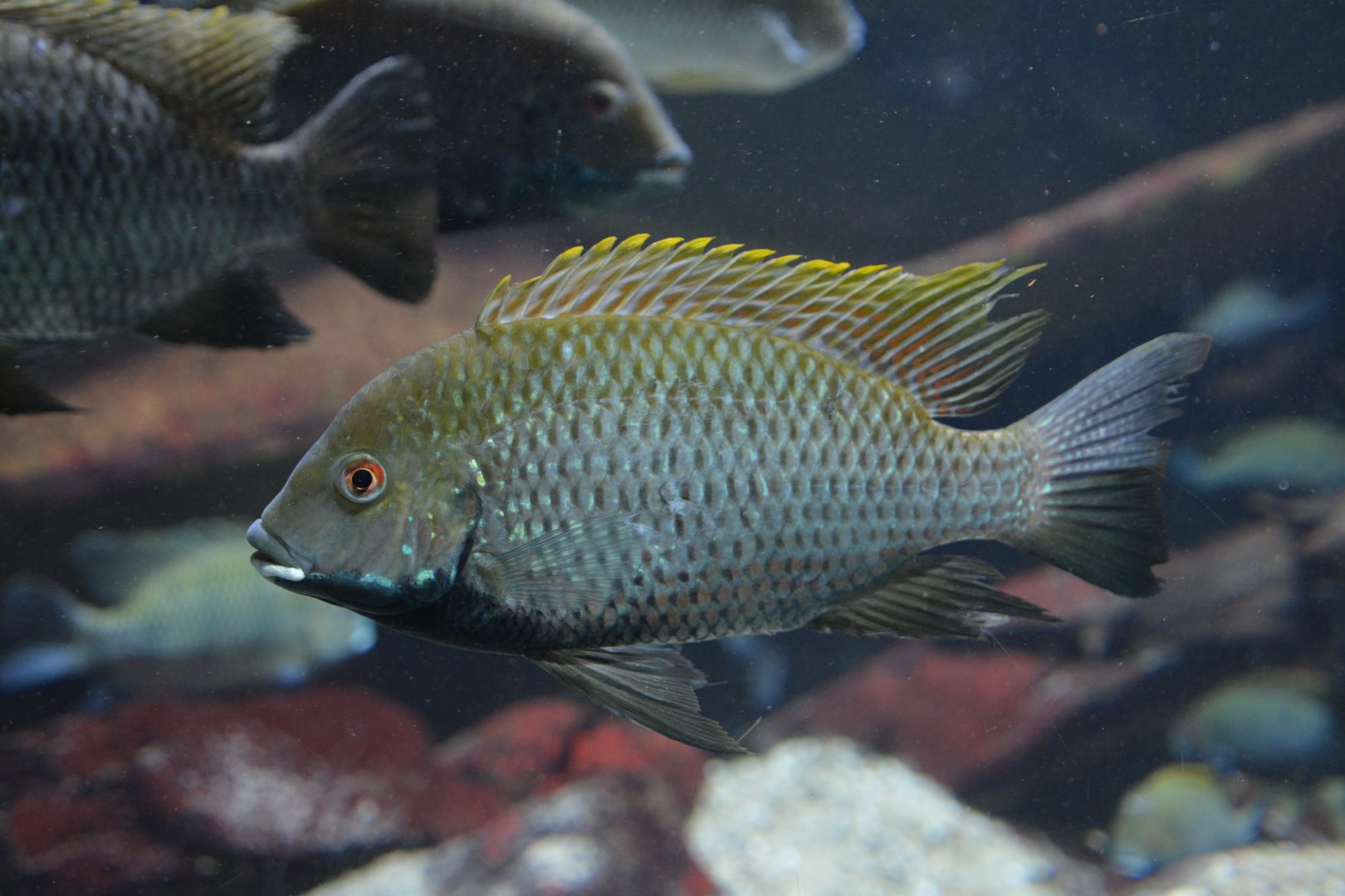Deckert's tilapia (Coptodon deckerti)