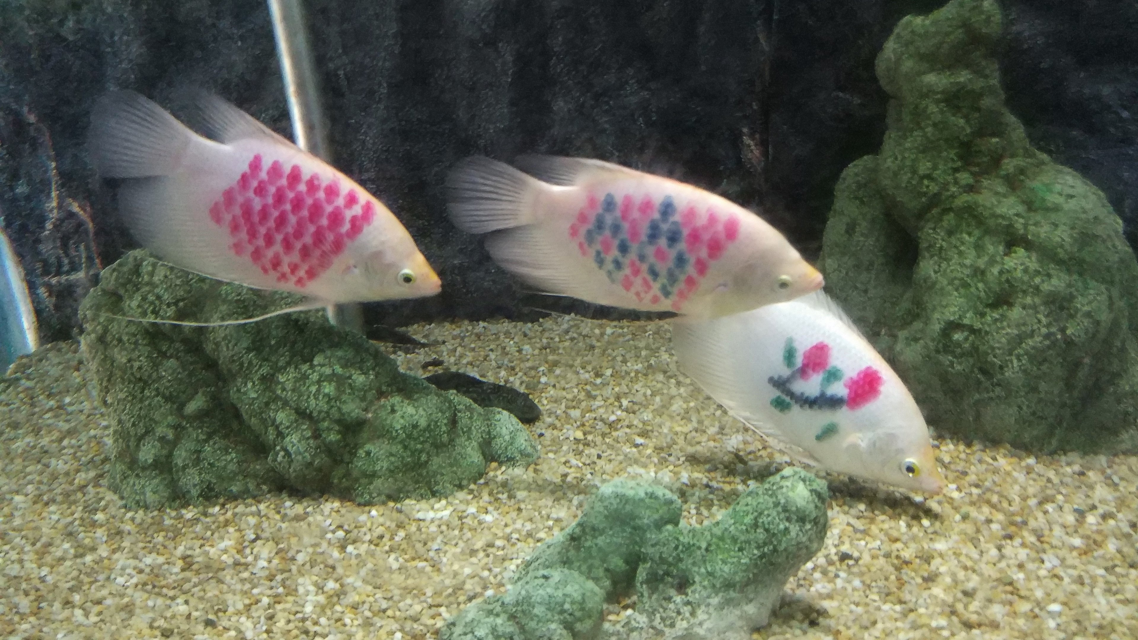 Decorated Fish