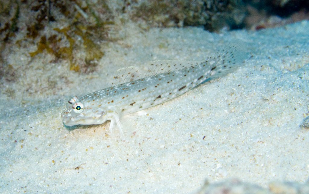 Decorated Sand Goby
