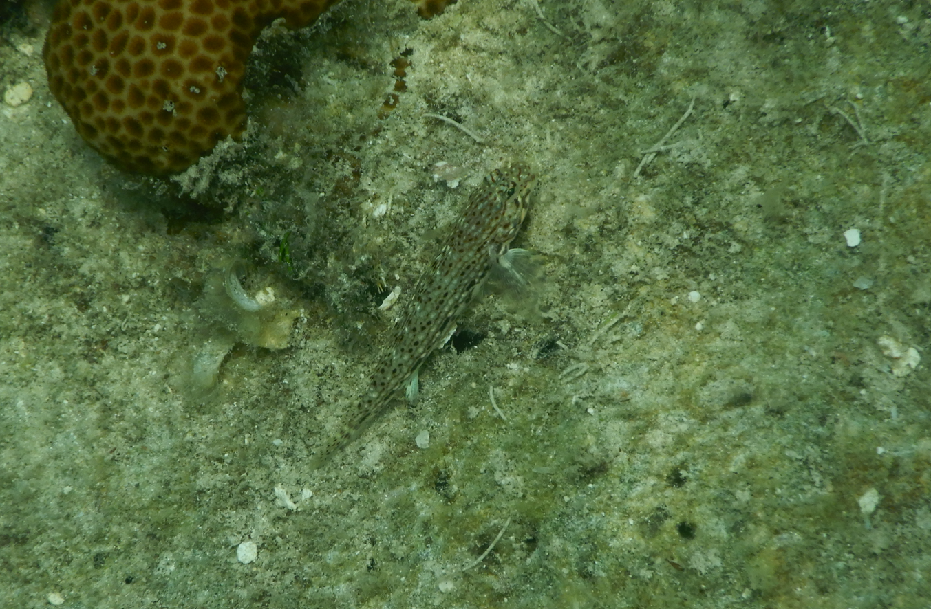 Decorated Sandgoby (Istigobius decoratus) - Green Island