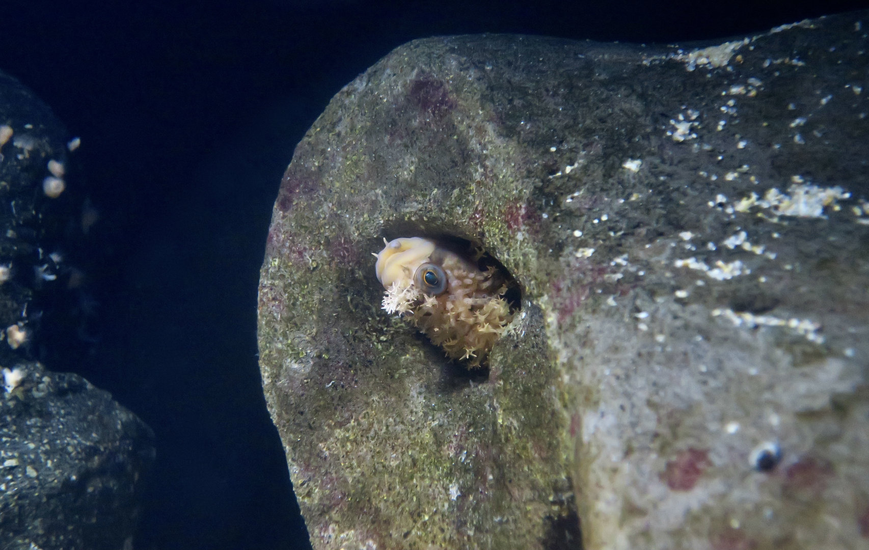 Decorated Warbonnet (Chirolophis decoratus)