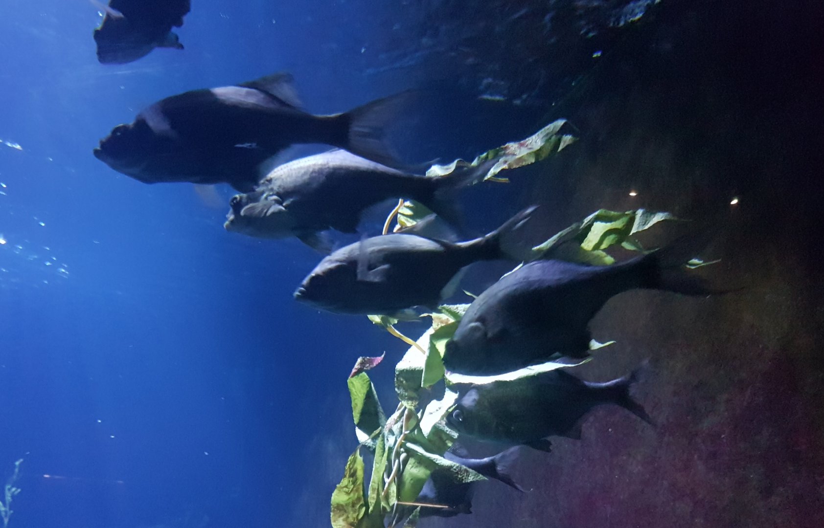 Decorated warbonnets - Chirolophis decoratus