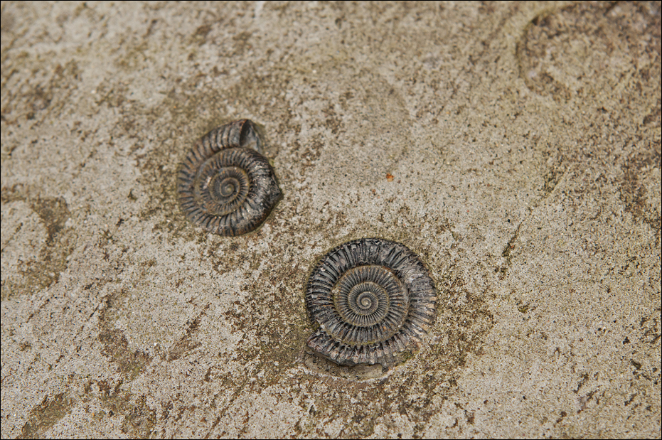 Decoration at the Eismeer at Hamburg