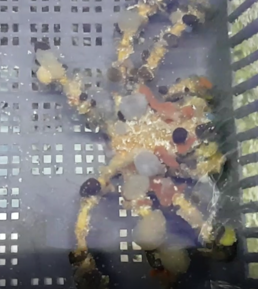 Decorator crab - Camposcia retusa