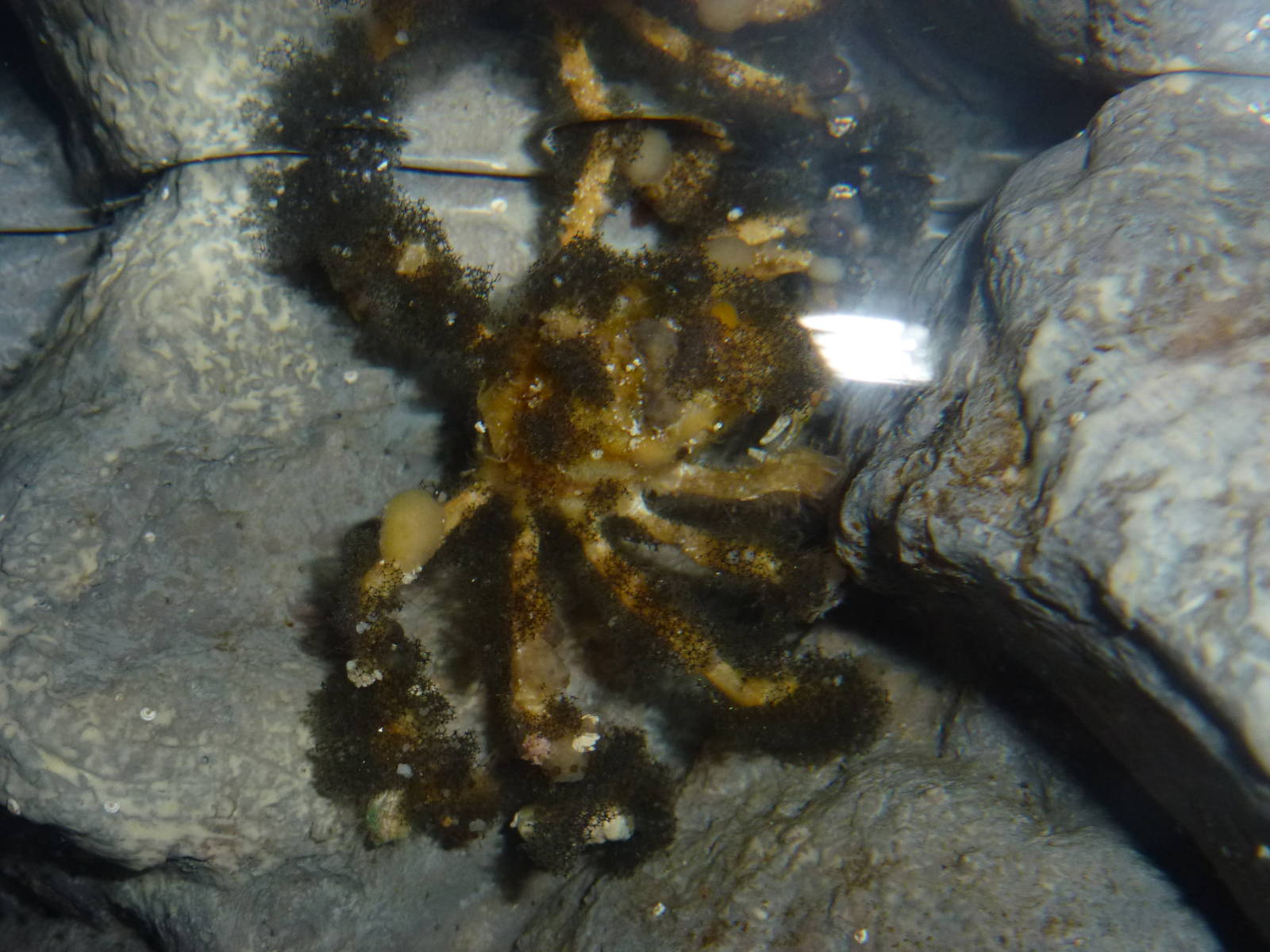 Decorator crab, January 2014