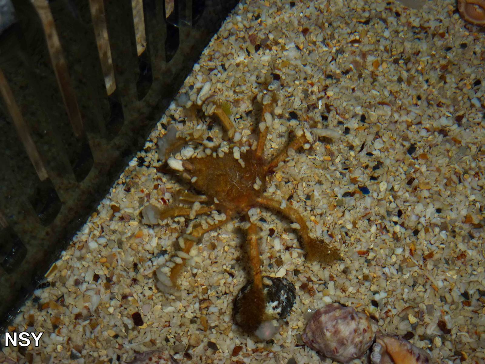 Decorator crab, June 2013.