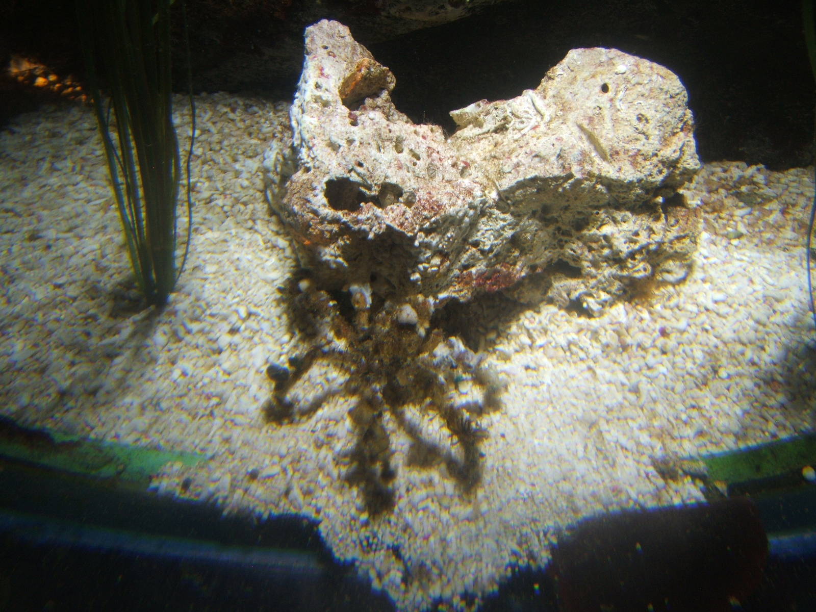 Decorator Crab