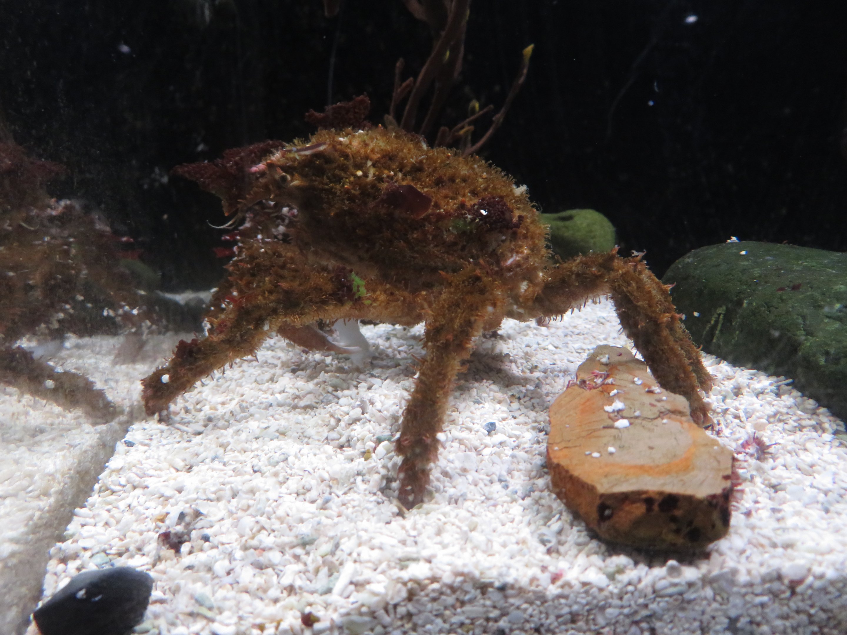 Decorator Crab