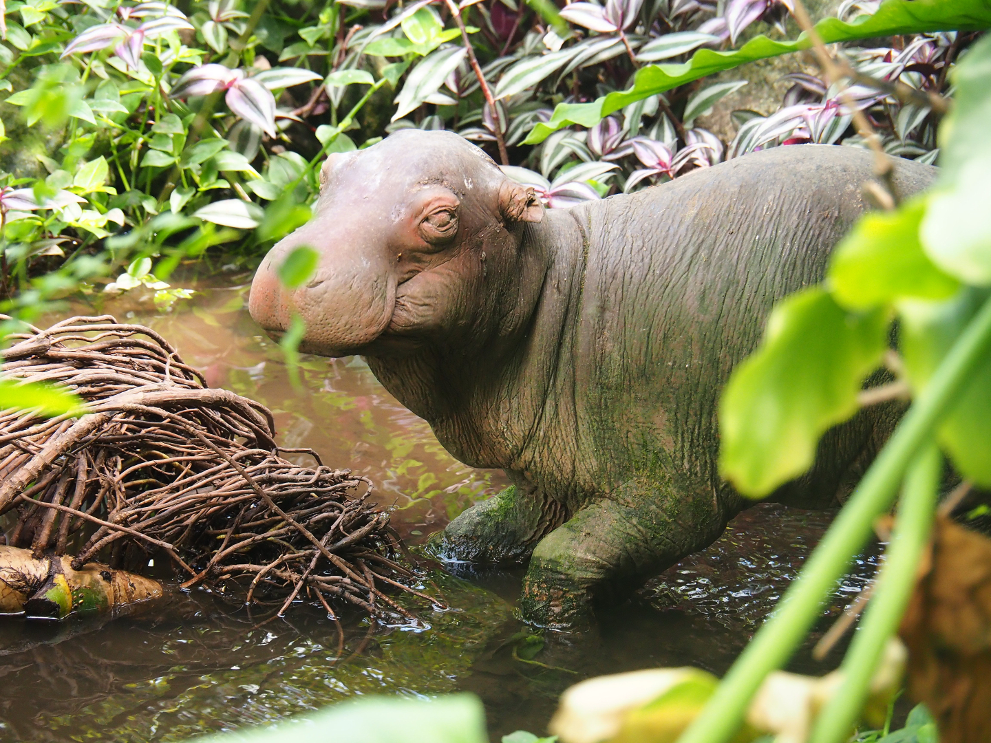 Decrepit baby hippopotamus plastic statue, 2019-08-04