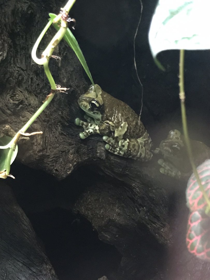 Deep Blue One - Amazon - Amazon milk frog 260519