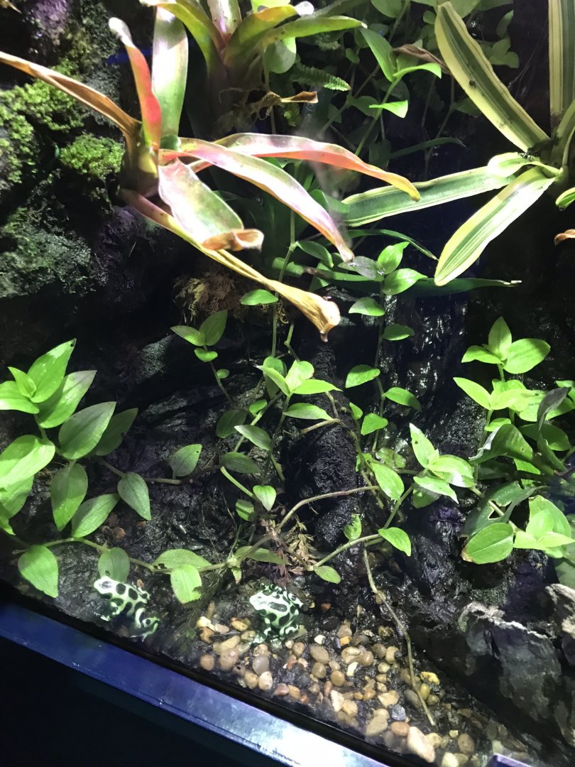 Deep Blue One - Amazon - Green and black poison dart frogs 260519