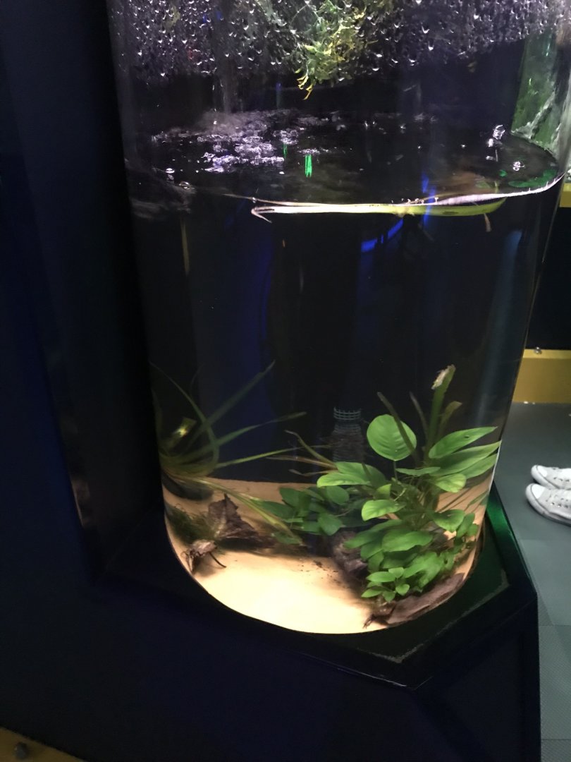 Deep Blue One - Amazon - Surinam toad exhibit 260519