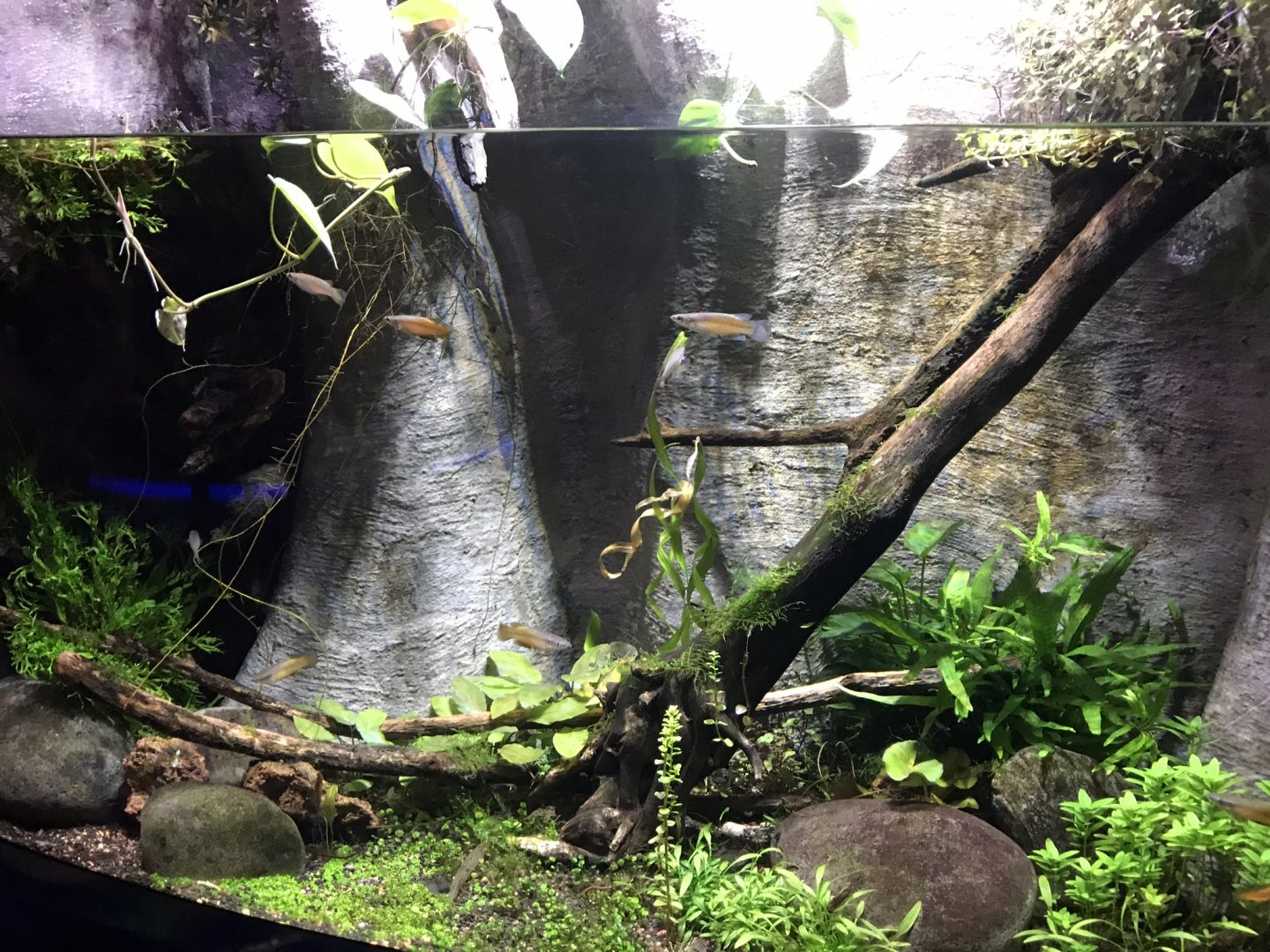 Deep Blue One - Madagascan killifish 260519