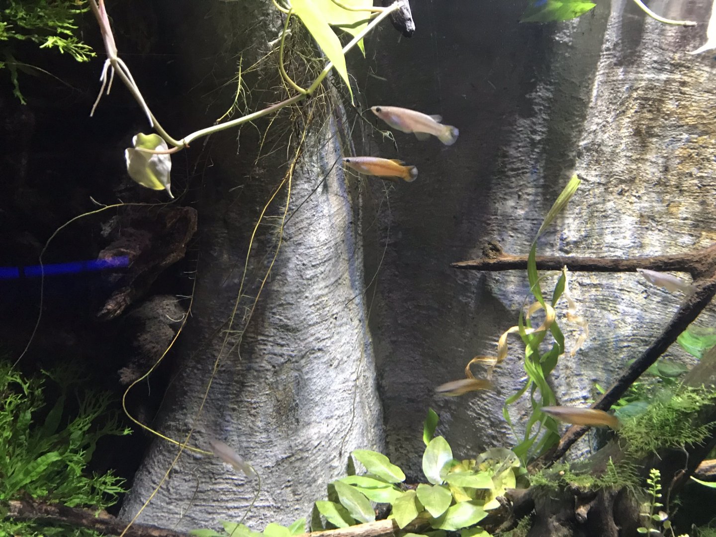 Deep Blue One - Madagascan killifish 260519