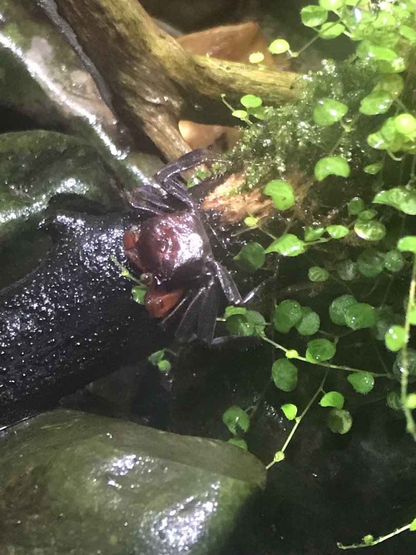 Deep Blue One - Mekong River - Red devil crab 260519