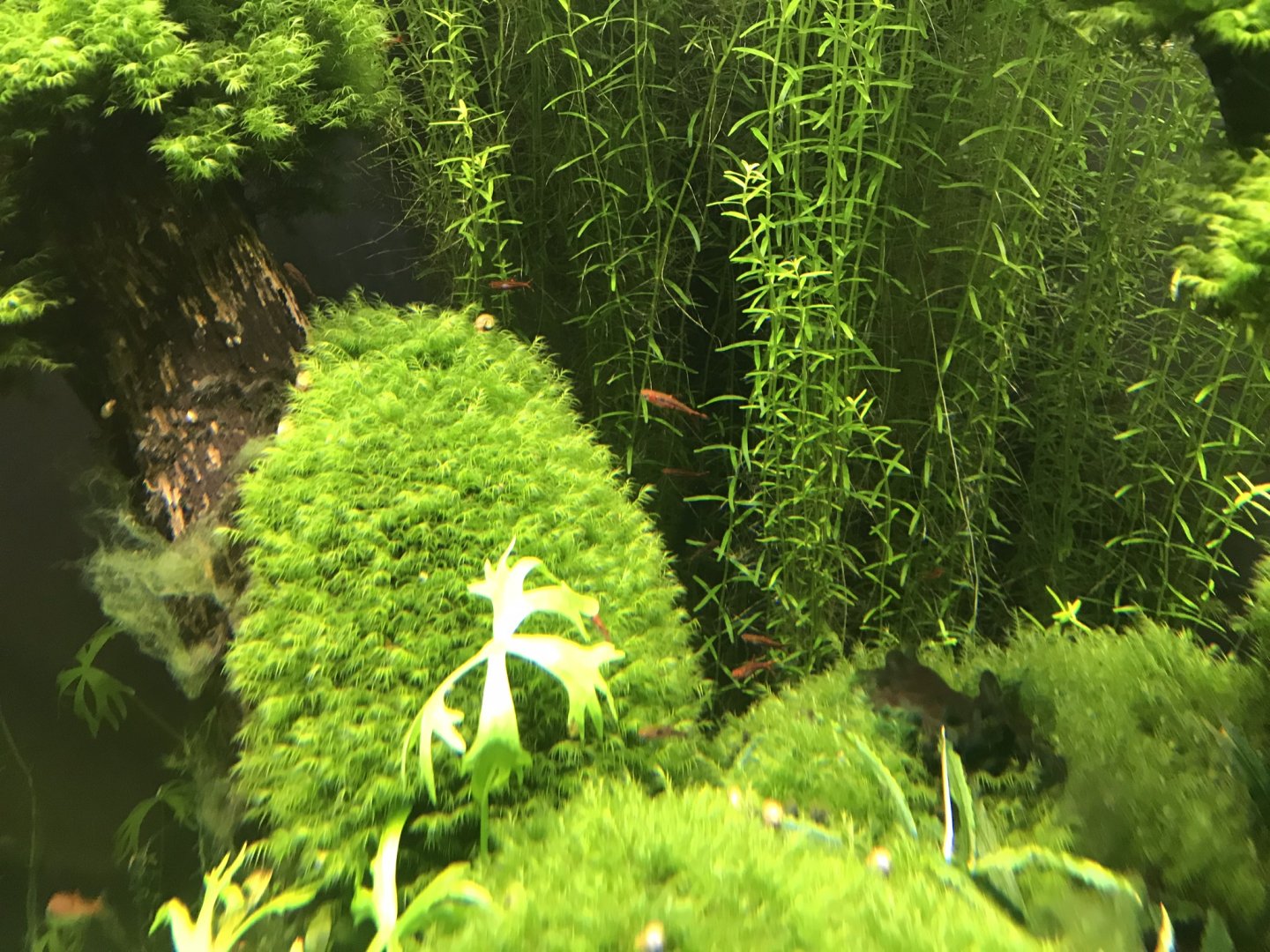 Deep Blue One - Mosquito rasbora 260519