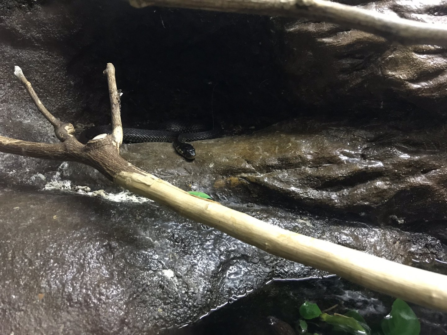 Deep Blue One - Rio Grande - Lake Zacapu garter snake 260519