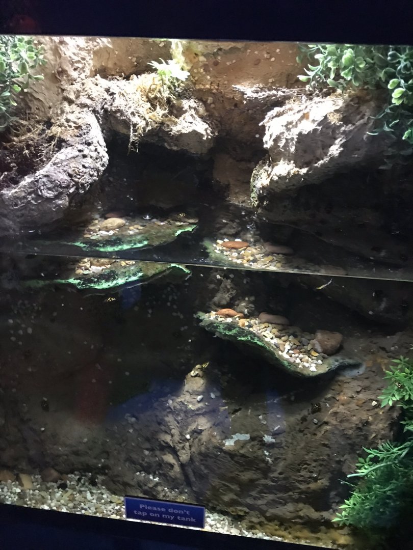 Deep Blue One - Rio Grande - Sunburst diving beetle exhibit 260519