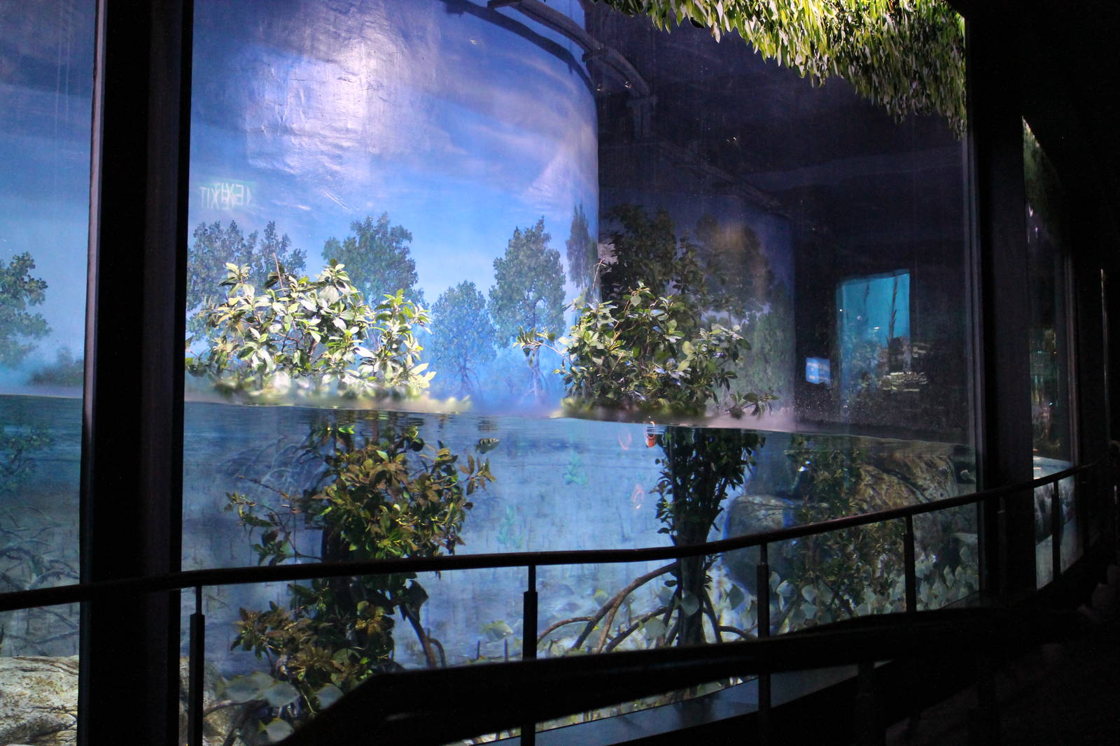 deep end of the mangrove tank