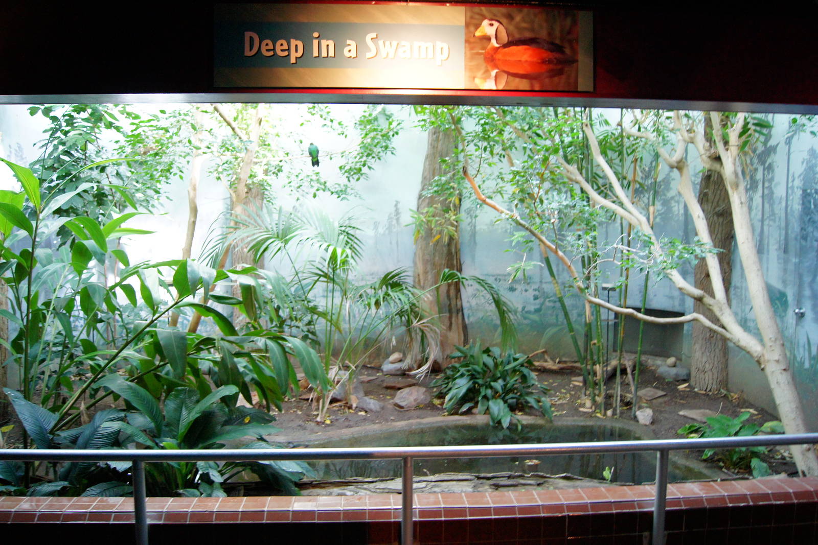 Deep in a Swamp Exhibit