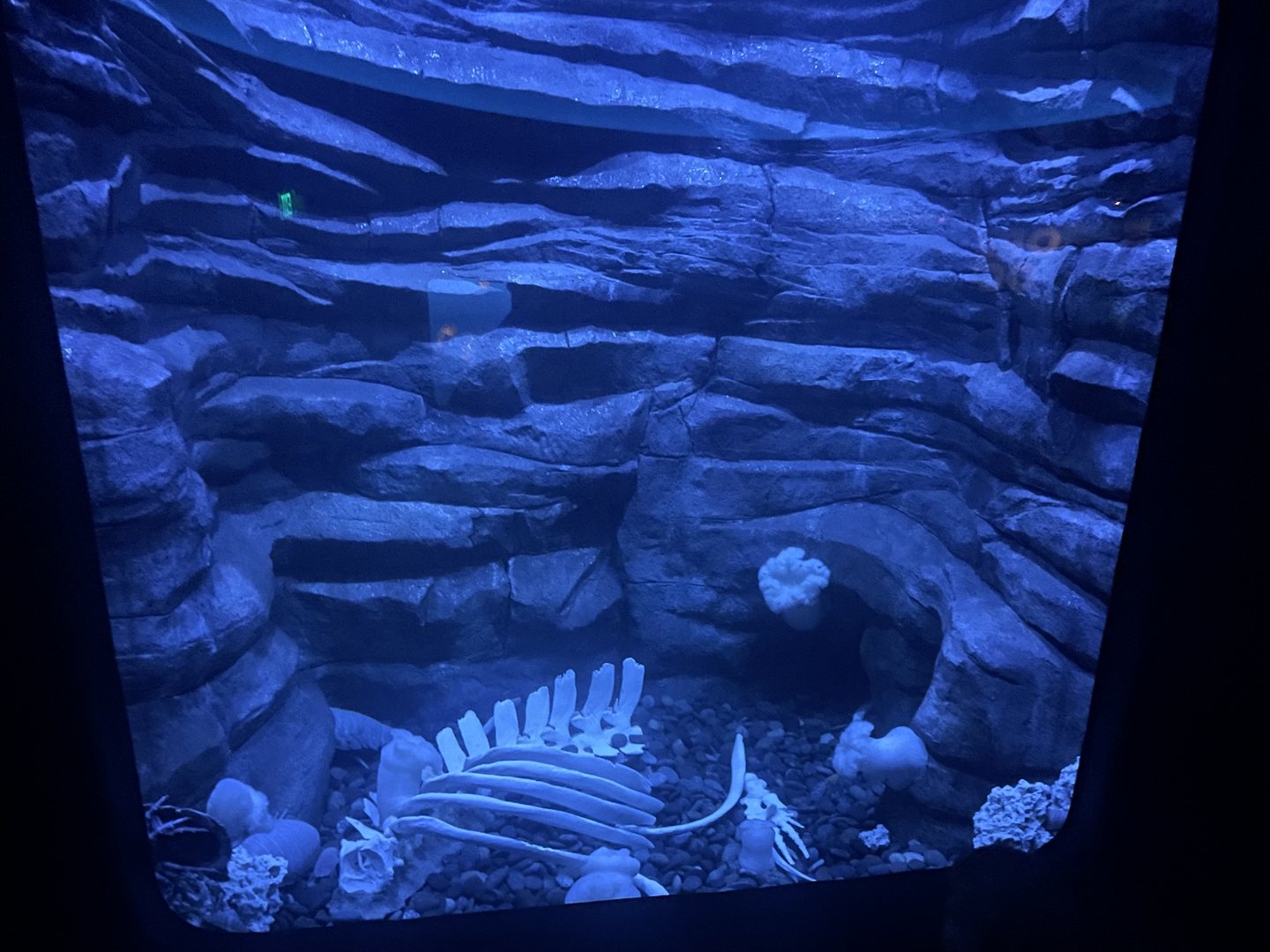 Deep Ocean Bottom Tank