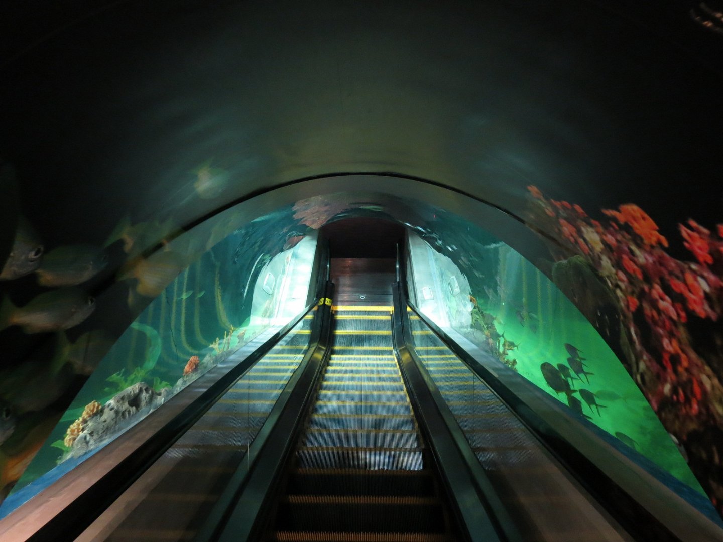 Deep Ocean - Deep Ocean Escalator Through Sharks Of The Deep Exhibit