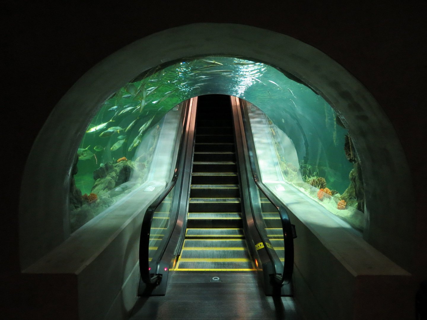 Deep Ocean - Deep Ocean Escalator Through Sharks Of The Deep Exhibit