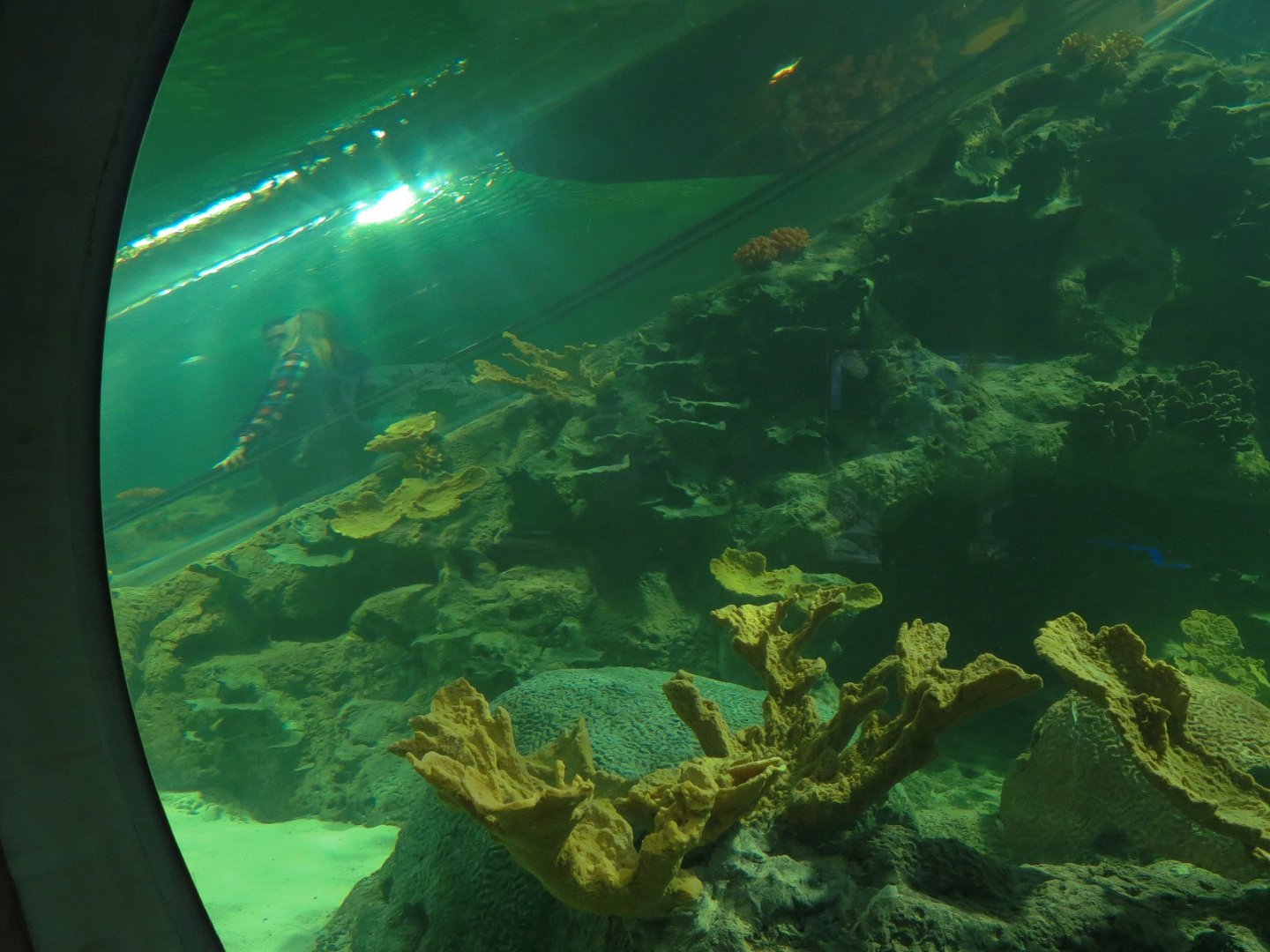 Deep Ocean - Sharks Of The Deep Exhibit