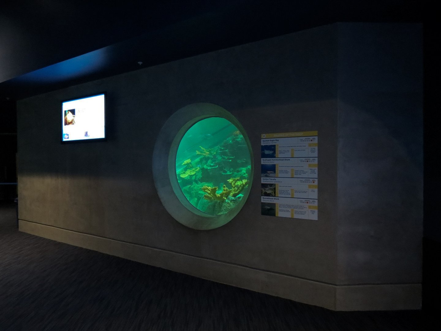 Deep Ocean - Sharks Of The Deep Exhibit