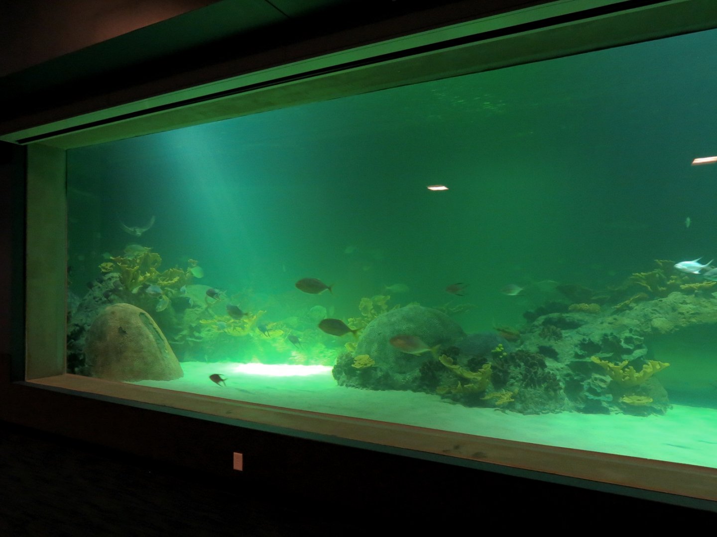 Deep Ocean - Sharks Of The Deep Exhibit