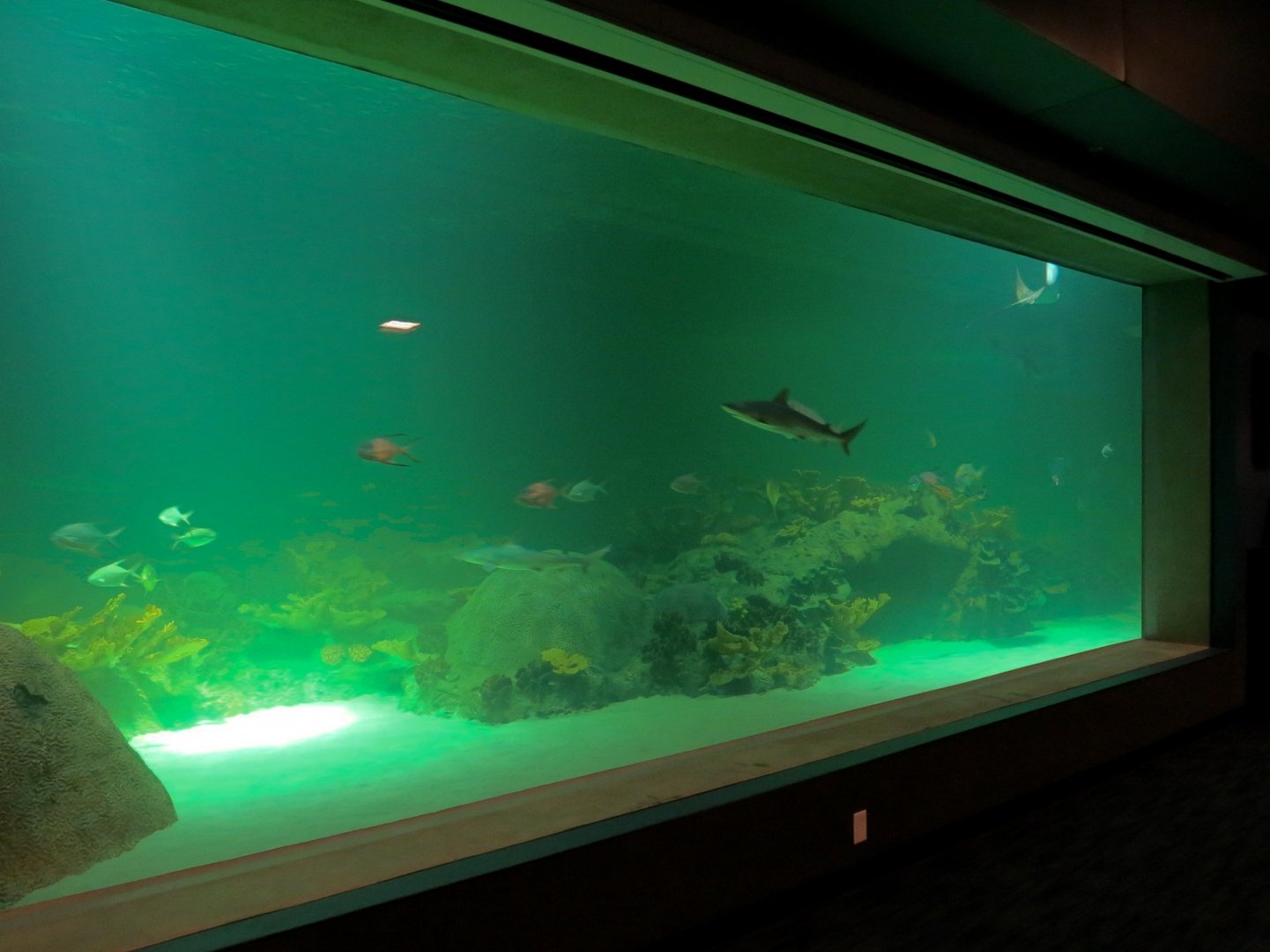 Deep Ocean - Sharks Of The Deep Exhibit