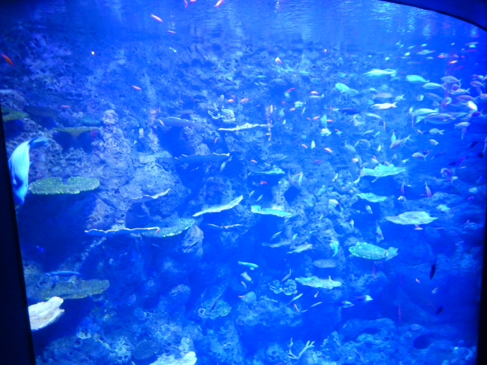 Deep Reef Amphitheatre