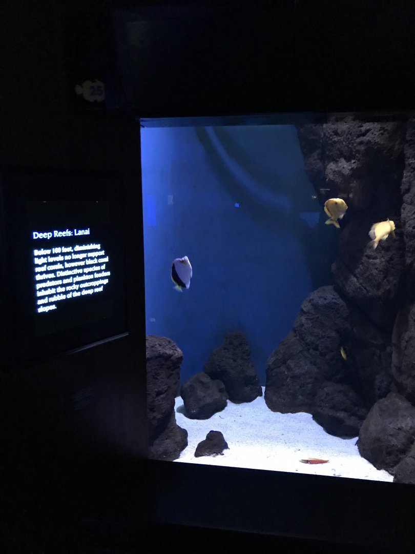 Deep reef exhibit