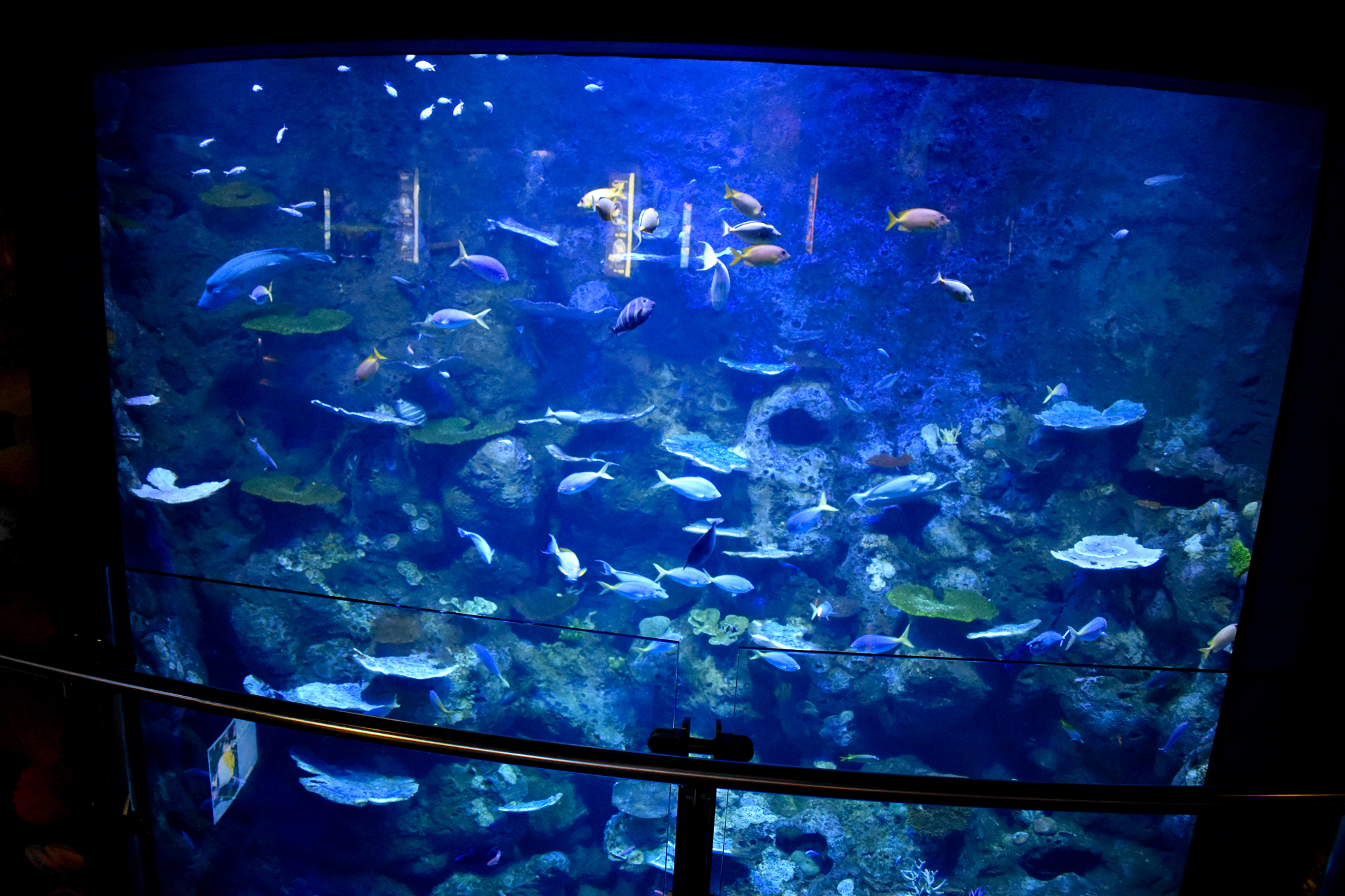 Deep reef tank