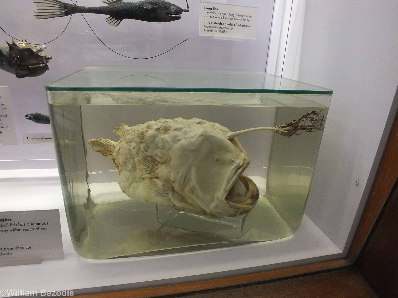 Deep-sea Angler - NHM London