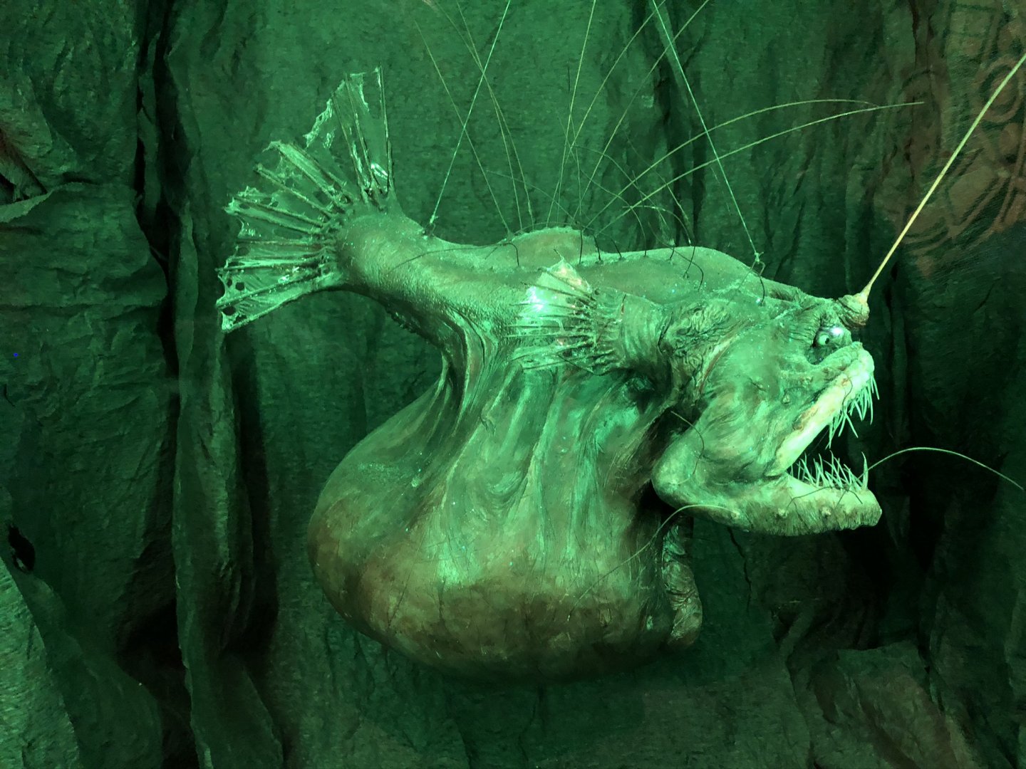 Deep Sea Anglerfish at Tynemouth Aquarium (2019)