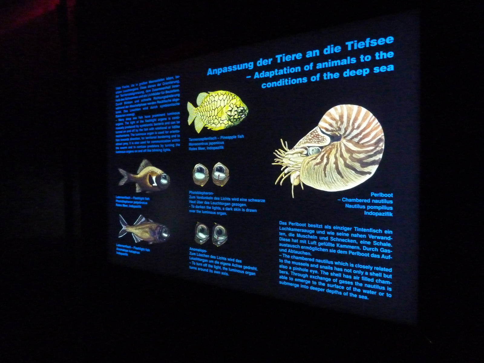 Deep sea animals sign