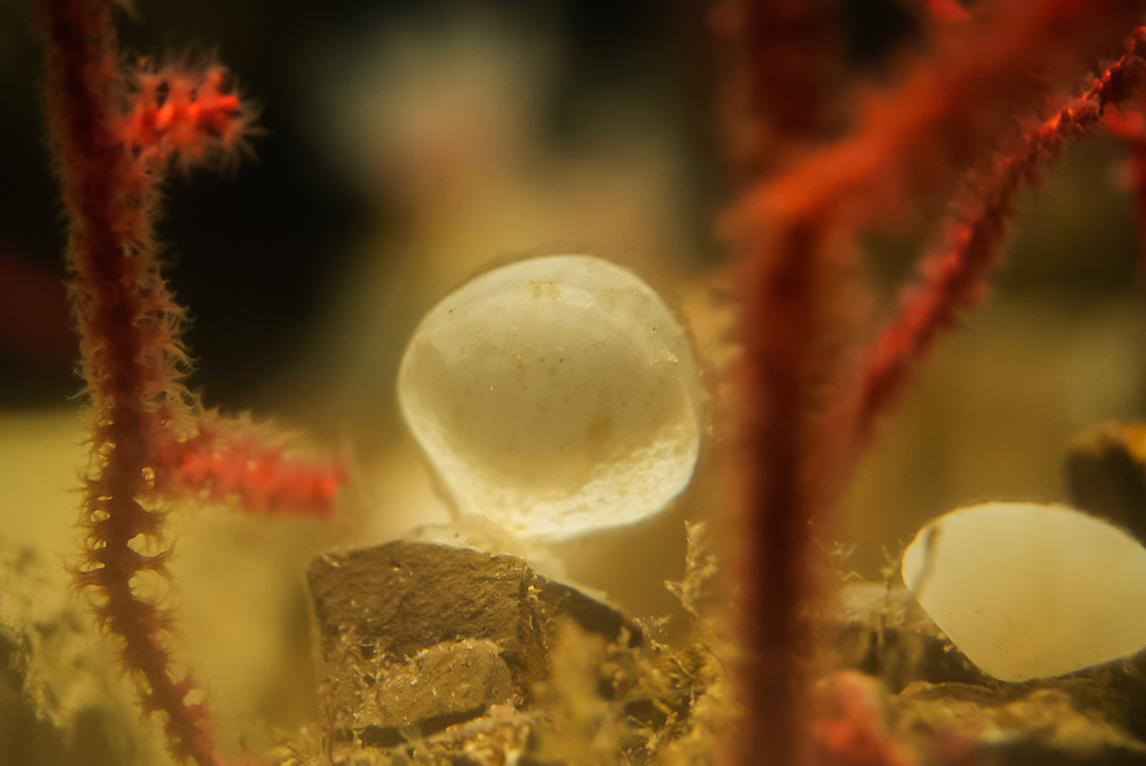 Deep-Sea Brachiopods