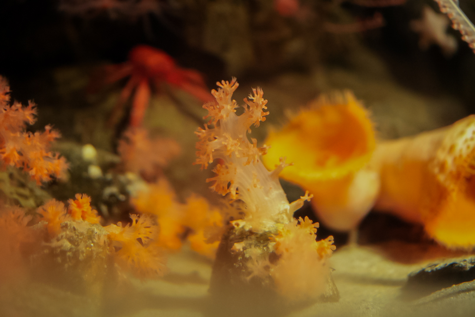 Deep-Sea Carnation Coral