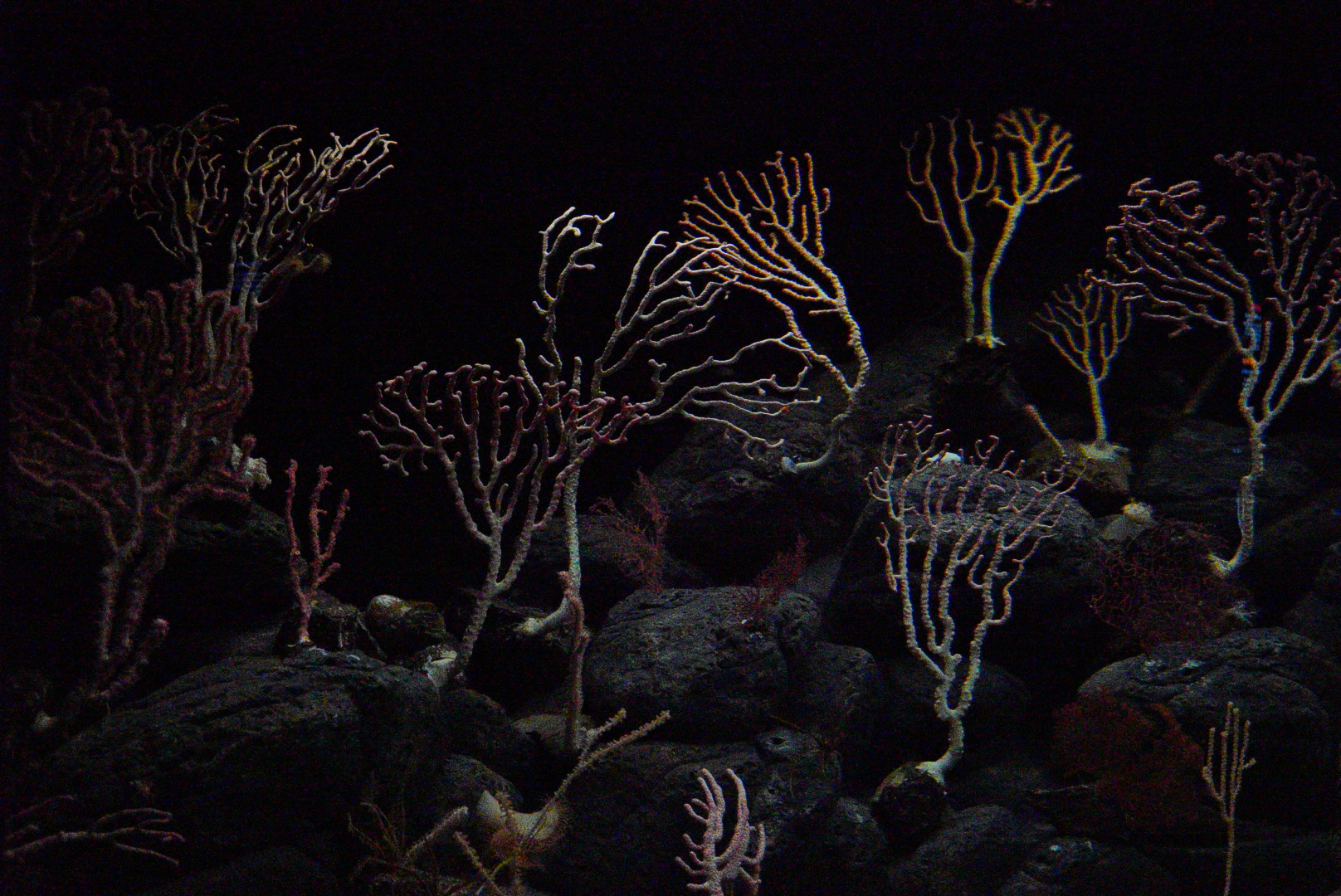 Deep-Sea Coral Reef // Into the Deep