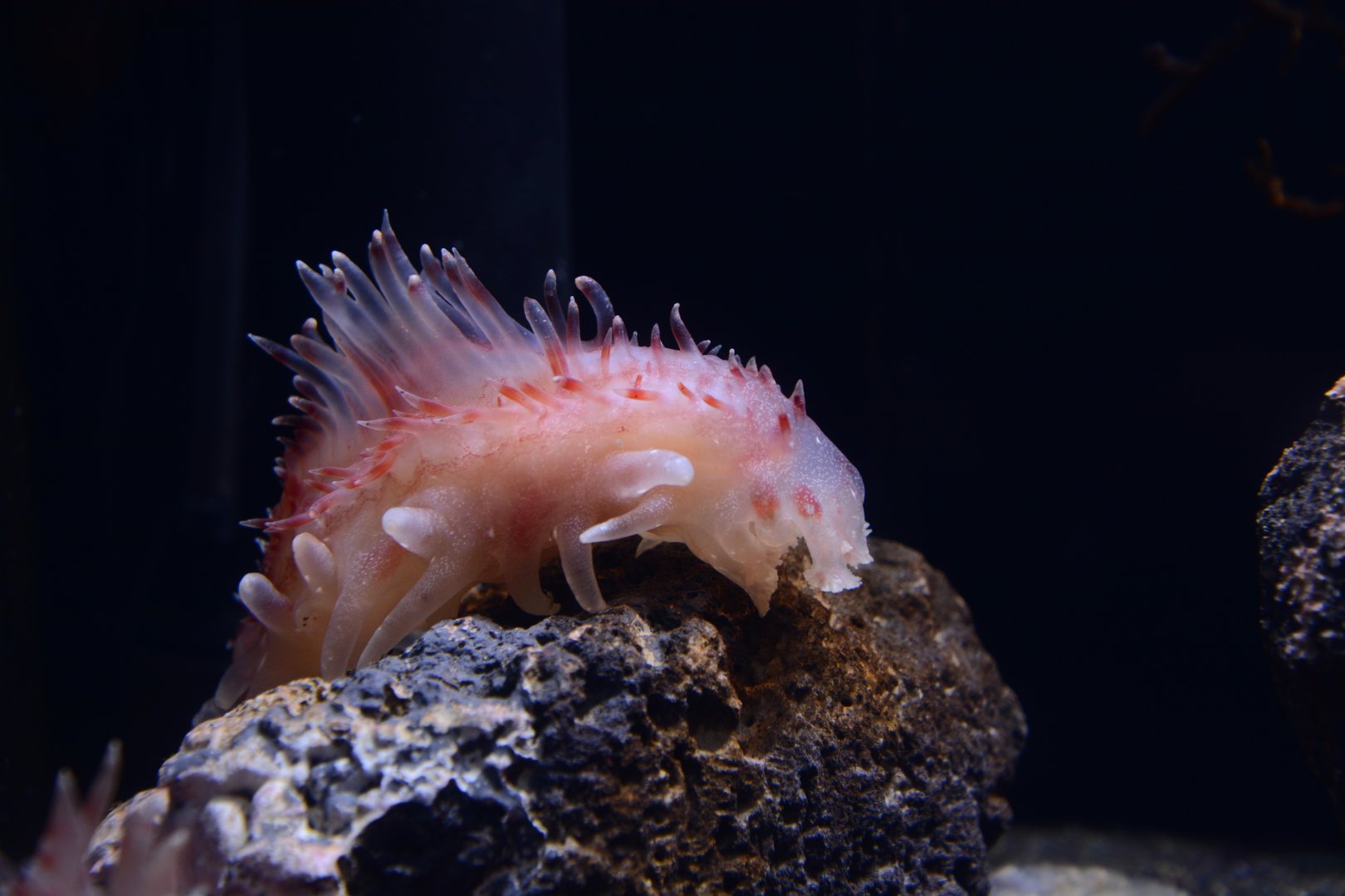 Deep-sea cucumber (Laetmogone maculata)