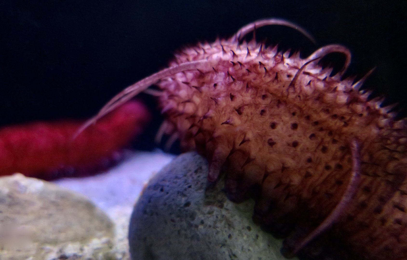Deep-Sea Cucumber (Pannychia virgulifera)