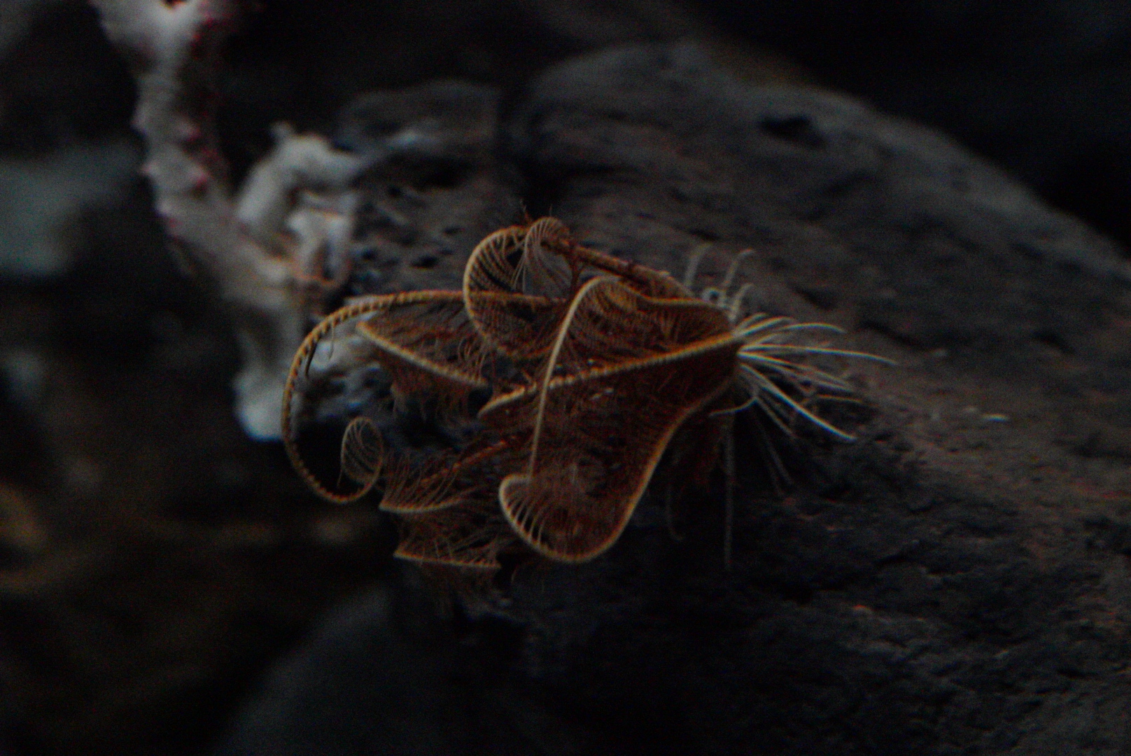Deep-Sea Feather Star (Florometra Serratissima)