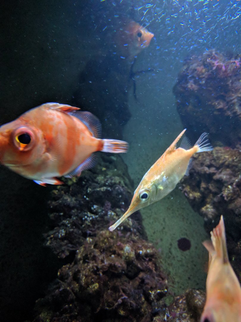 Deep Sea Fish Wilhelma 2019