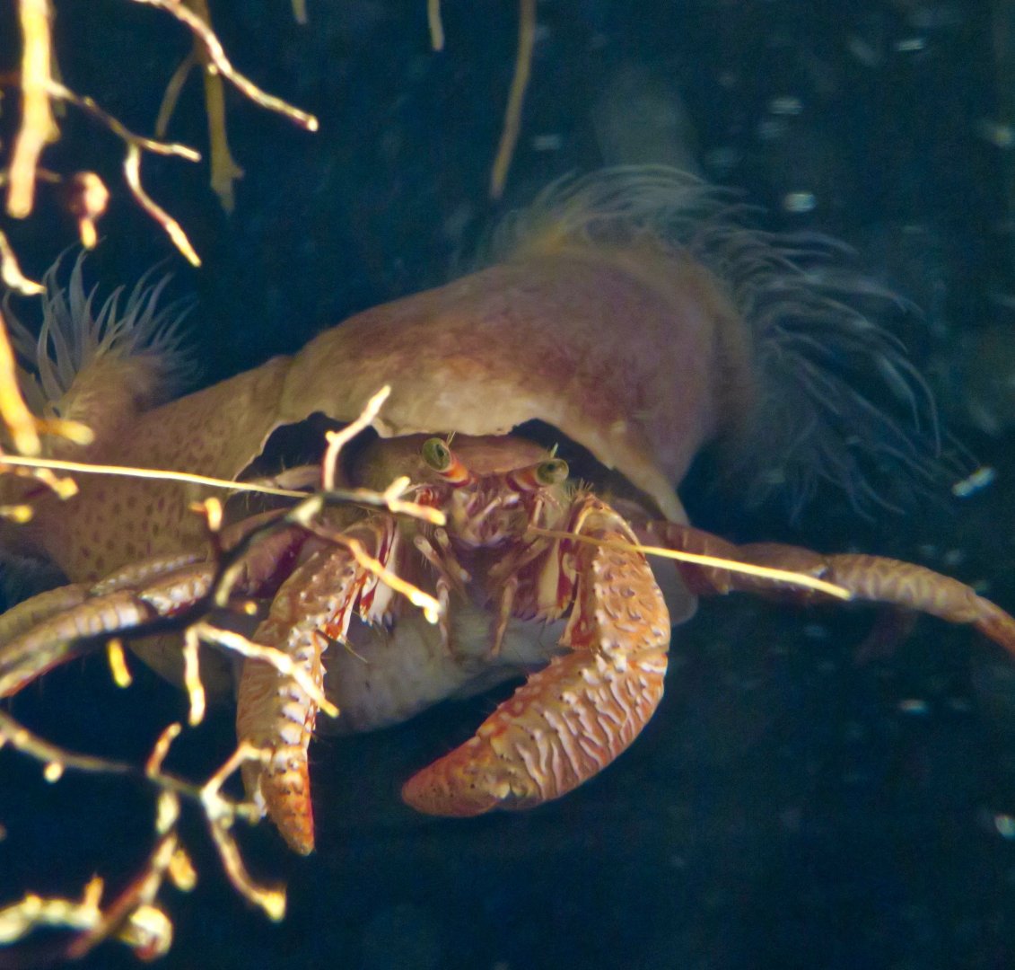 Deep-Sea Hermit Crab