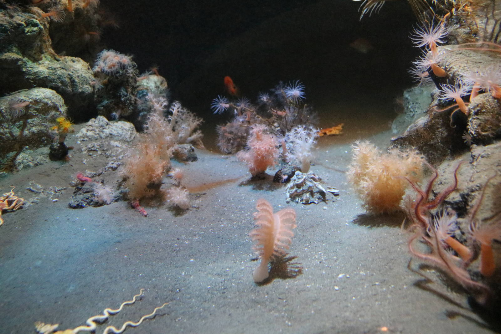 'Deep sea' invertebrates - Tokyo Sea Life Park, February 2016