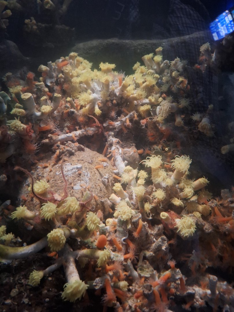 Deep sea invertebrates - Uozu Aquarium