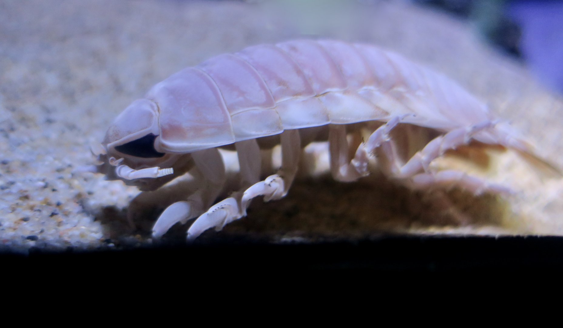 Deep-Sea Isopod (Bathynomus doederleini)